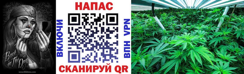 Конопля план  Сортавала 